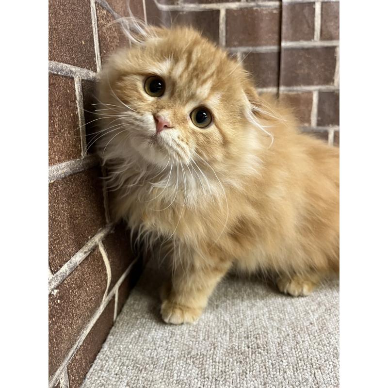 販売中の東京都のスコティッシュフォールド(折れ耳)-130128の7枚目