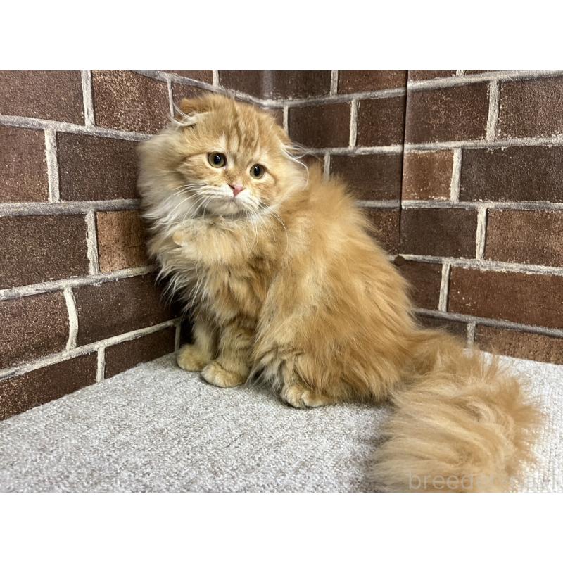 販売中の東京都のスコティッシュフォールド(折れ耳)-130128の5枚目