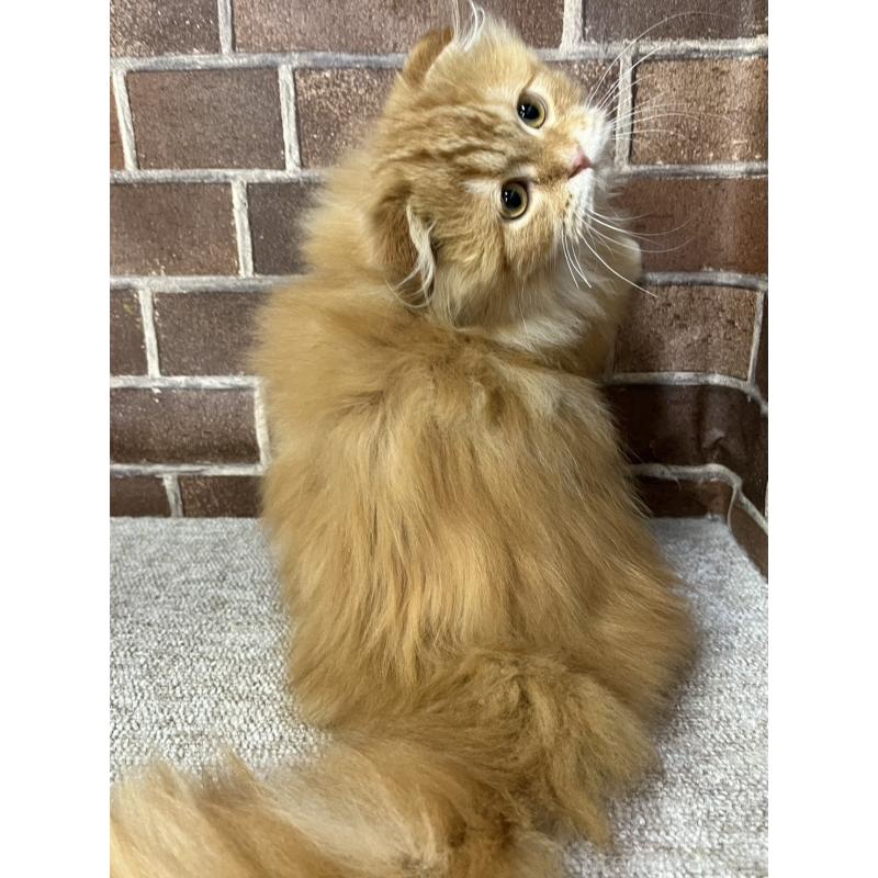 販売中の東京都のスコティッシュフォールド(折れ耳)-130128の4枚目