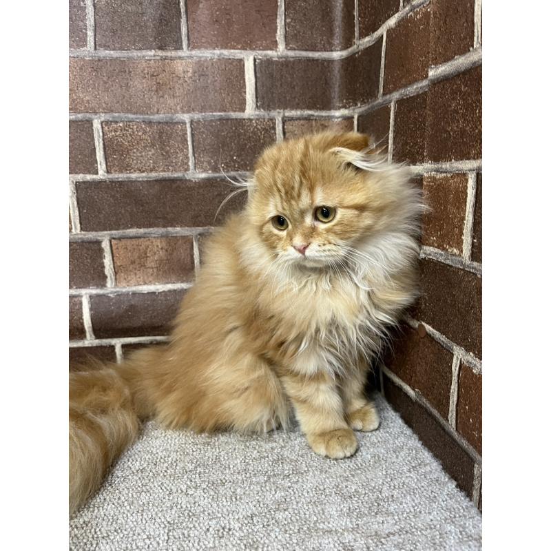 販売中の東京都のスコティッシュフォールド(折れ耳)-130128の3枚目