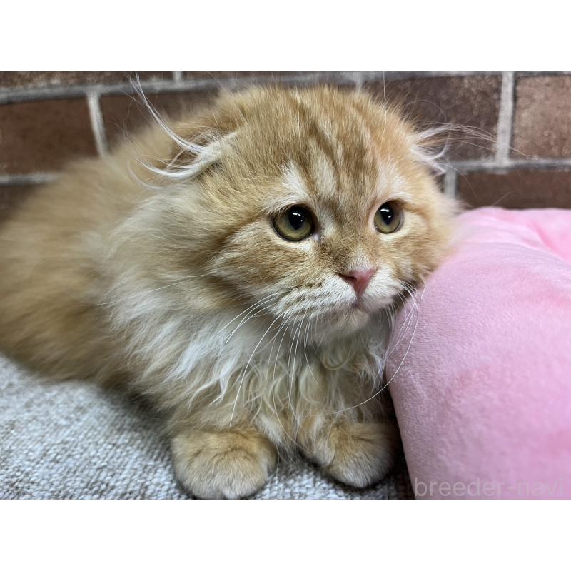 販売中の東京都のスコティッシュフォールド(折れ耳)-130128の2枚目