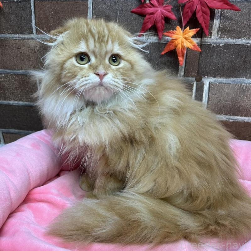 販売中の東京都のスコティッシュフォールド(折れ耳)-130128