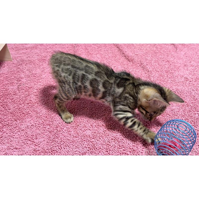 販売中の愛知県のベンガル-130129の17枚目