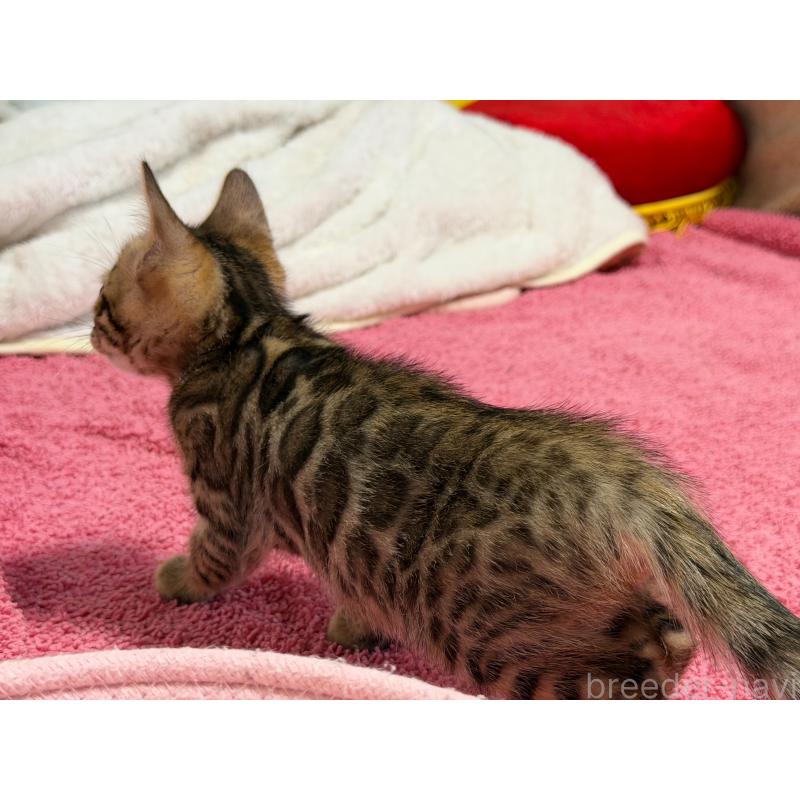 販売中の愛知県のベンガル-130129の16枚目