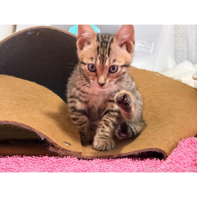 販売中の愛知県のベンガル-130129の15枚目