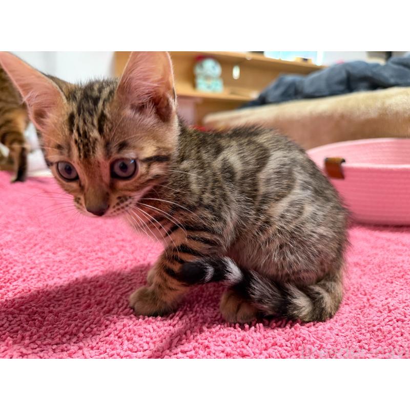 販売中の愛知県のベンガル-130129の14枚目