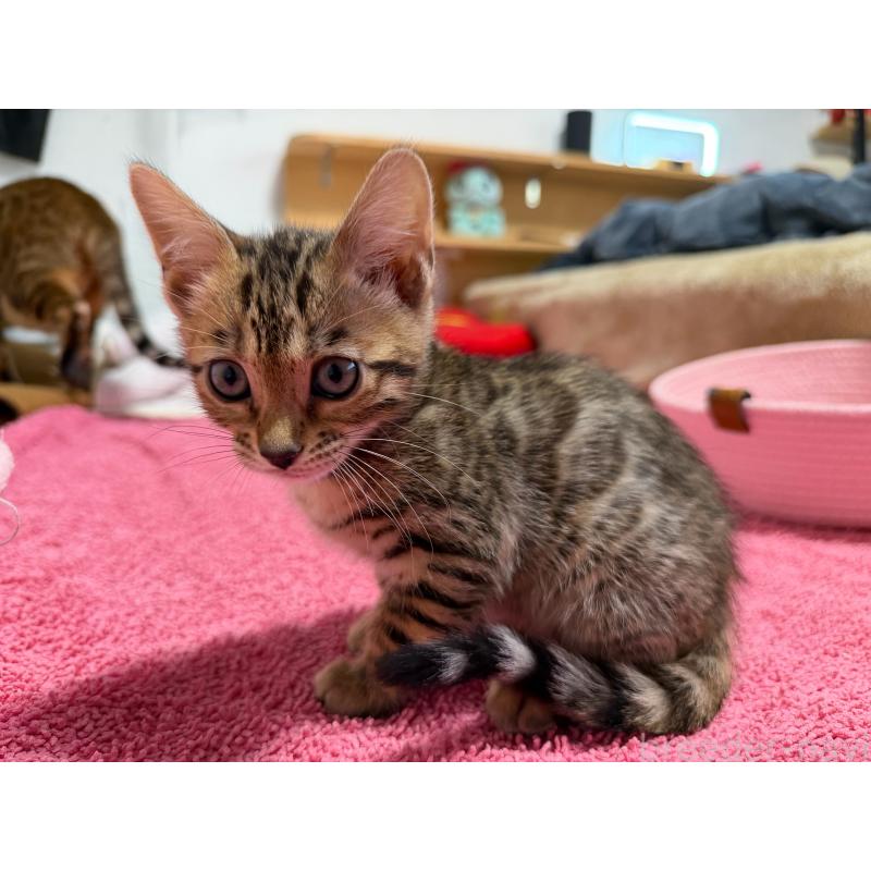 販売中の愛知県のベンガル-130129の13枚目