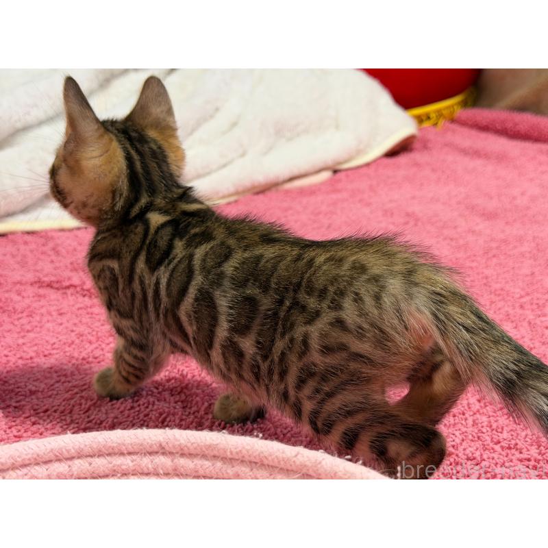 販売中の愛知県のベンガル-130129の12枚目