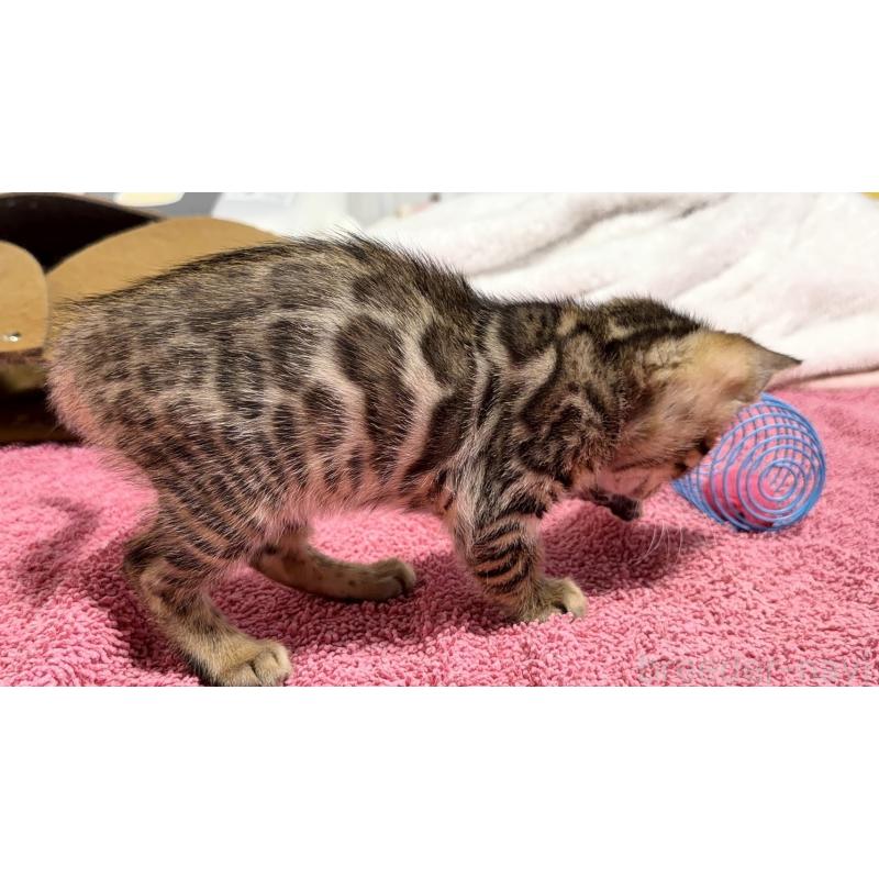 販売中の愛知県のベンガル-130129の11枚目