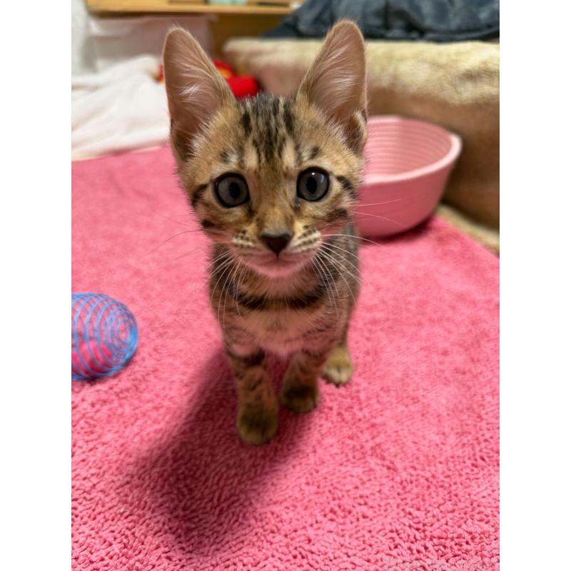 販売中の愛知県のベンガル-130129の10枚目