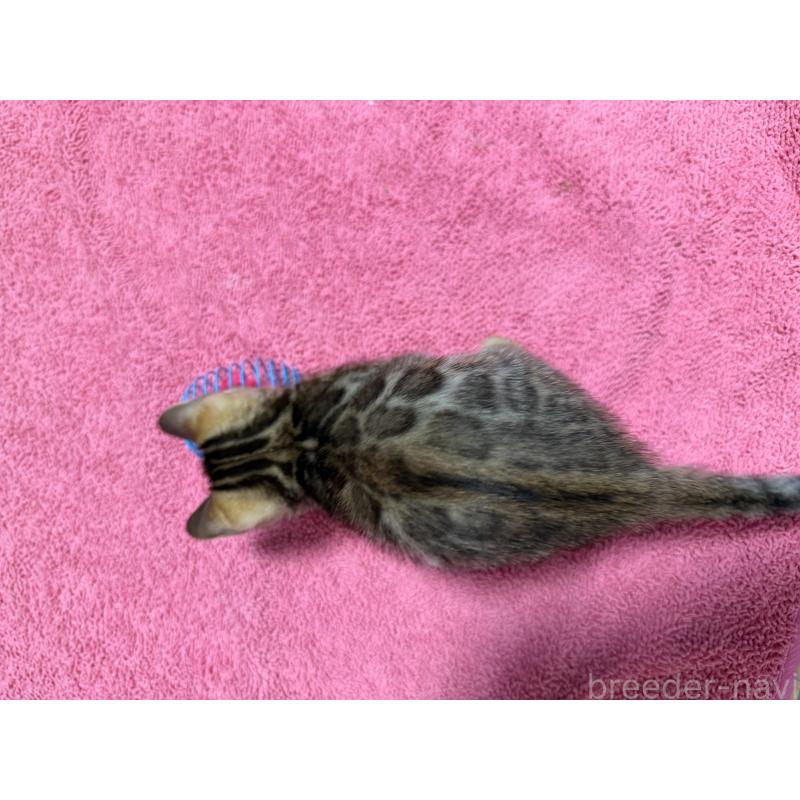 販売中の愛知県のベンガル-130129の9枚目