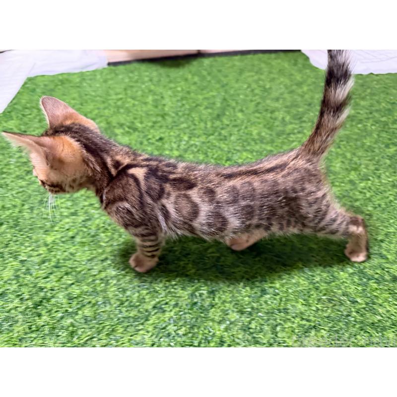 販売中の愛知県のベンガル-130129の8枚目