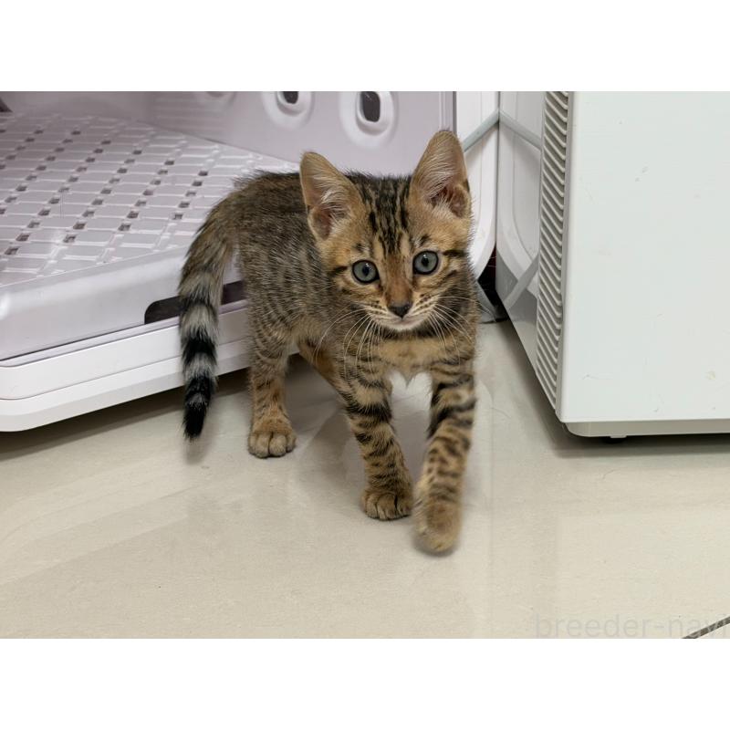 販売中の愛知県のベンガル-130129の7枚目