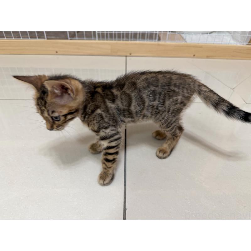 販売中の愛知県のベンガル-130129の6枚目