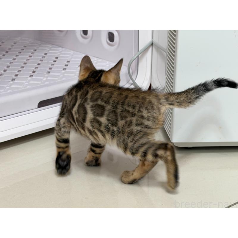 販売中の愛知県のベンガル-130129の5枚目