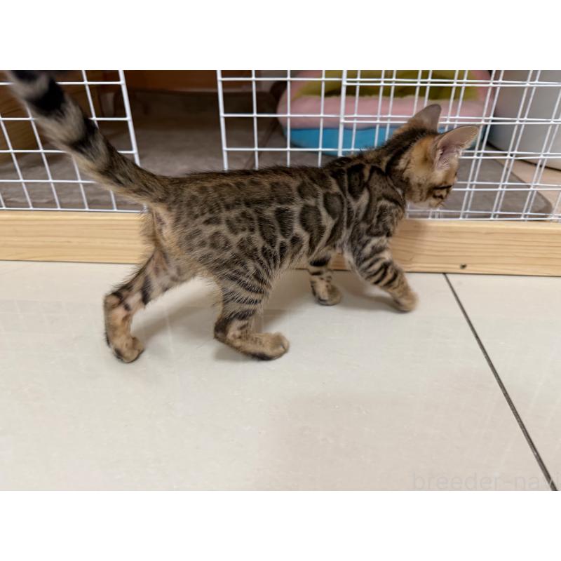 販売中の愛知県のベンガル-130129の4枚目