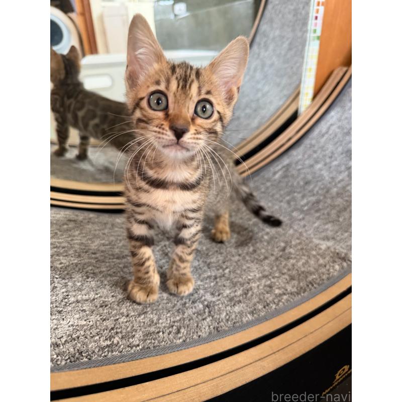 販売中の愛知県のベンガル-130129の3枚目