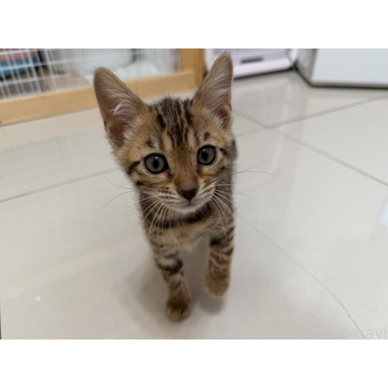 販売中の愛知県のベンガル-130129の2枚目