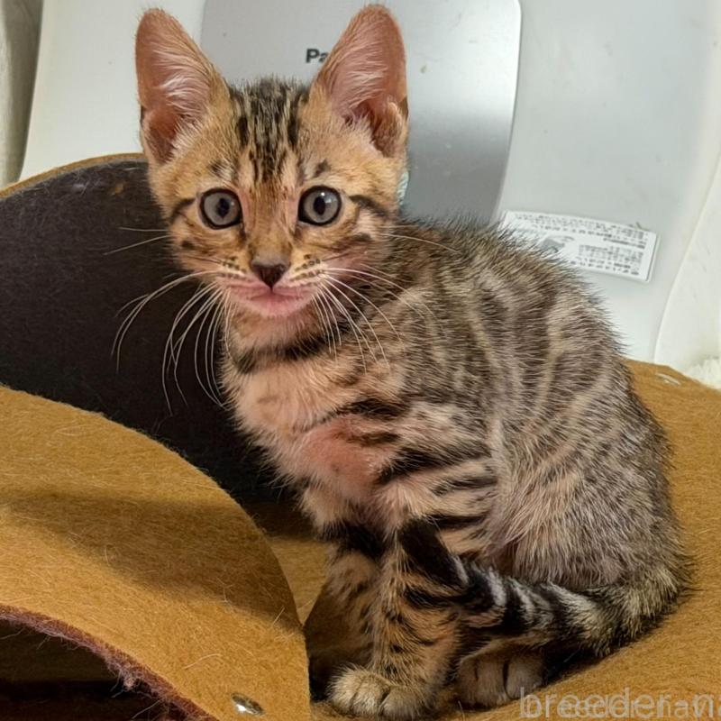 販売中の愛知県のベンガル-130129の1枚目