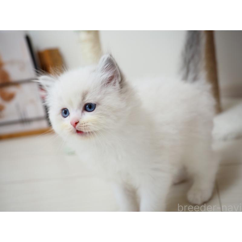 成約済の埼玉県のラグドール-129209の10枚目