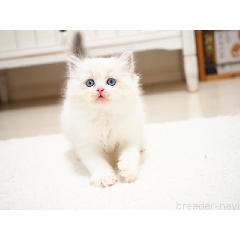 成約済の埼玉県のラグドール-129209の9枚目