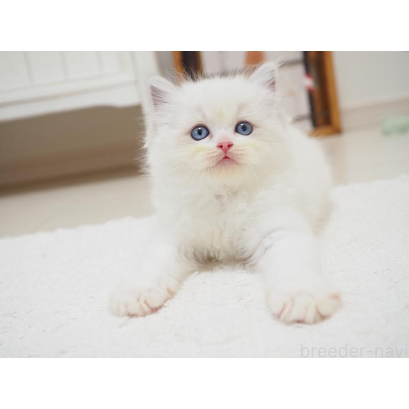 成約済の埼玉県のラグドール-129209の8枚目