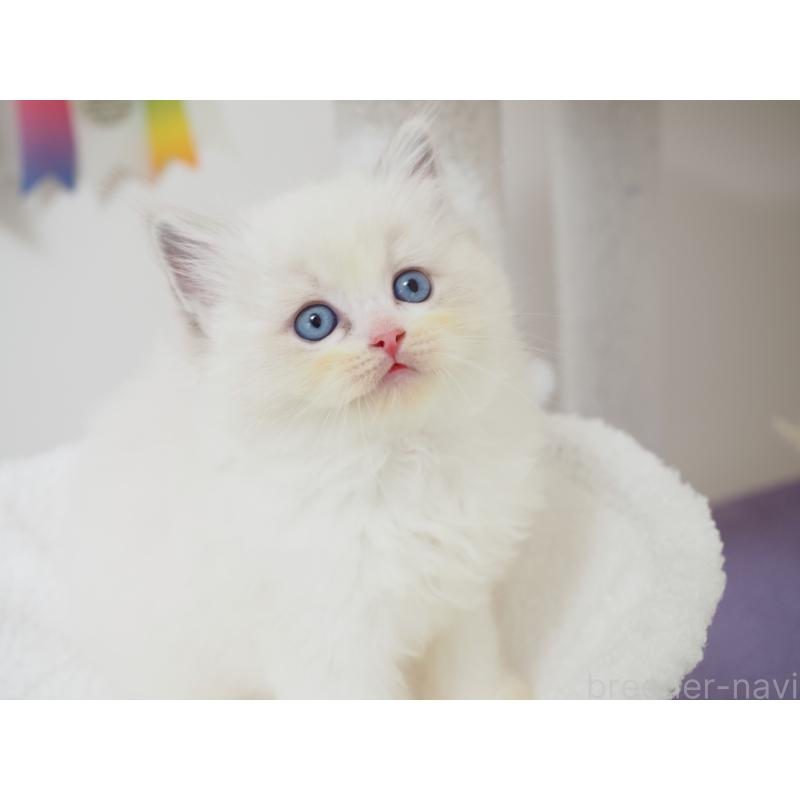 成約済の埼玉県のラグドール-129209の7枚目