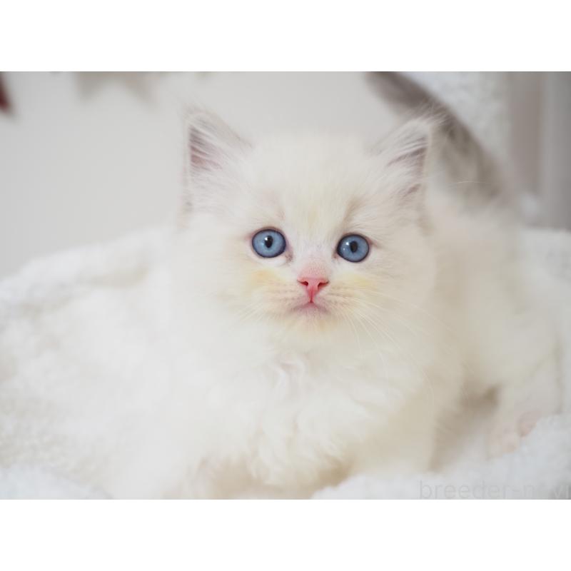 成約済の埼玉県のラグドール-129209の6枚目