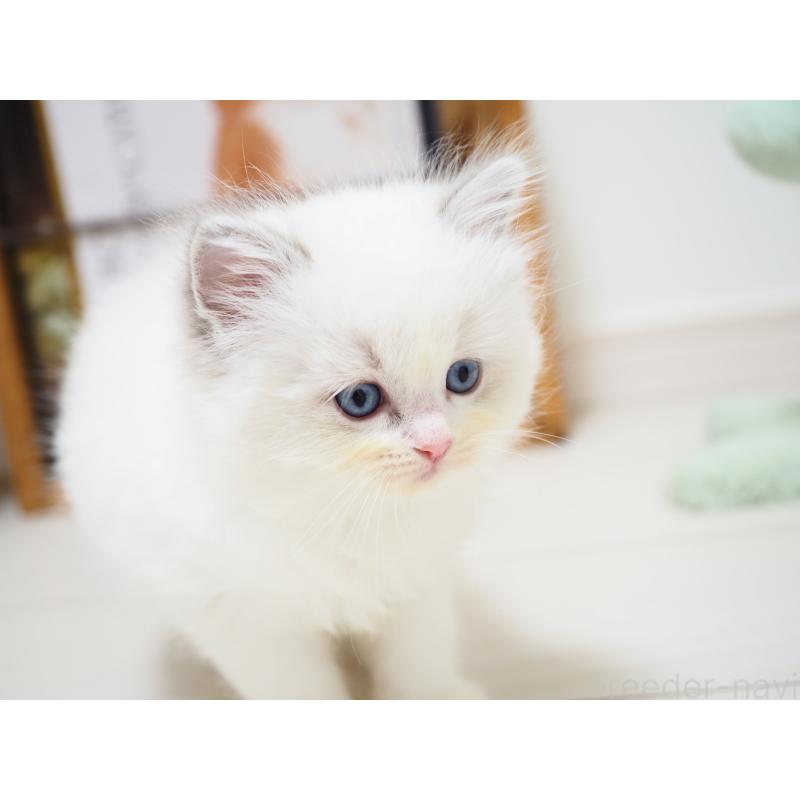 成約済の埼玉県のラグドール-129209の5枚目