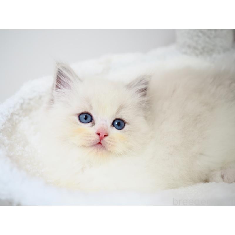 成約済の埼玉県のラグドール-129209の4枚目