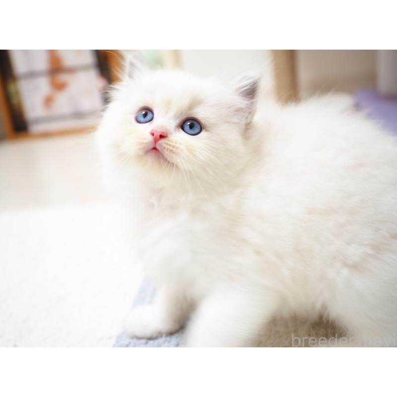 成約済の埼玉県のラグドール-129209の3枚目