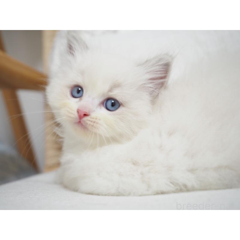 成約済の埼玉県のラグドール-129209の2枚目