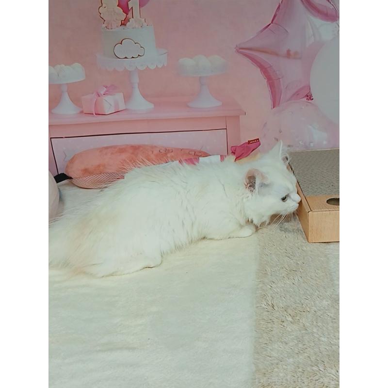 販売中の千葉県のマンチカン(短足)-130130の7枚目