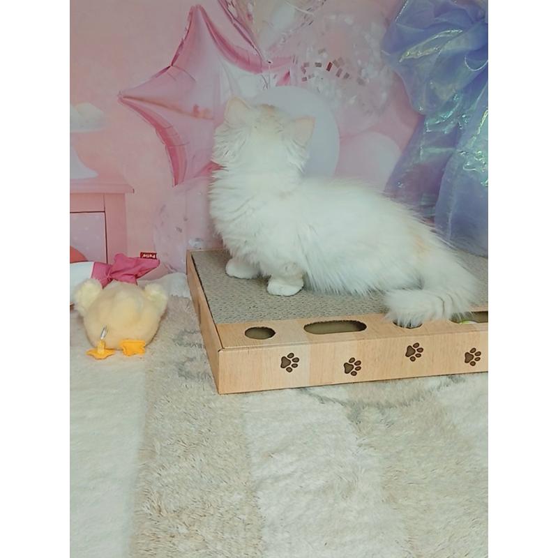 販売中の千葉県のマンチカン(短足)-130130の6枚目