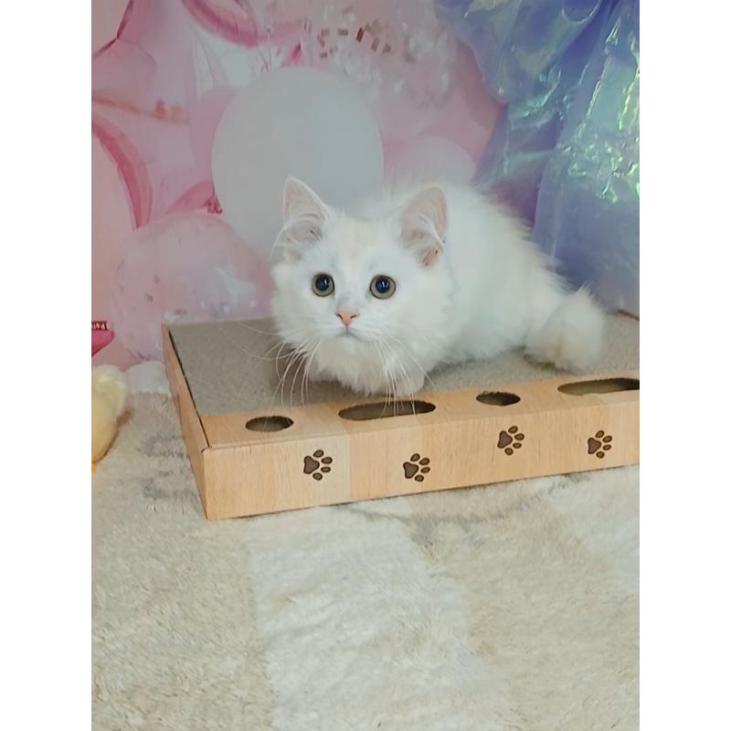 販売中の千葉県のマンチカン(短足)-130130の5枚目