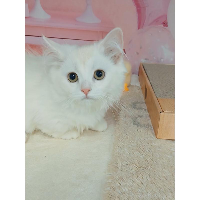 販売中の千葉県のマンチカン(短足)-130130の4枚目