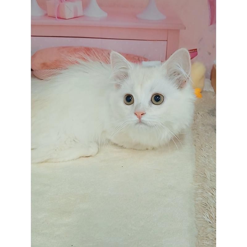 販売中の千葉県のマンチカン(短足)-130130の3枚目