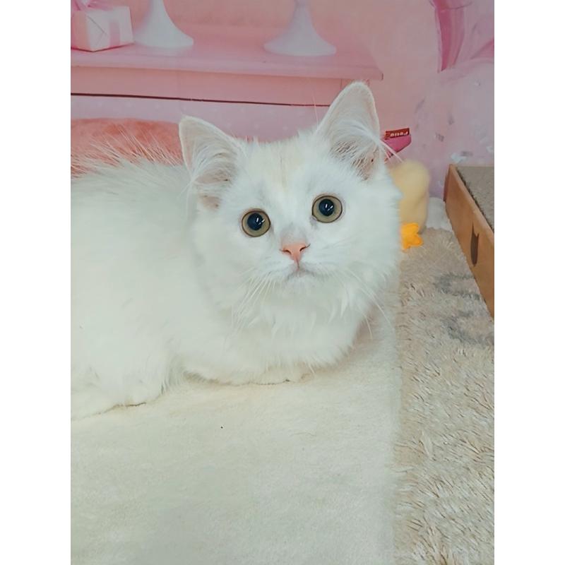 販売中の千葉県のマンチカン(短足)-130130の2枚目