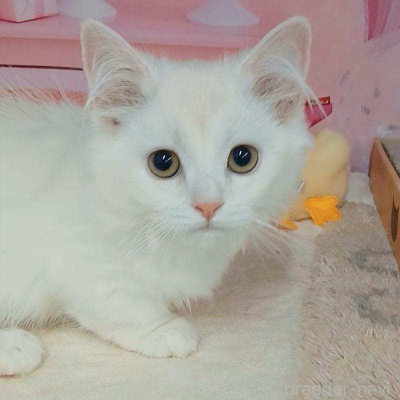 販売中の千葉県のマンチカン(短足)-130130