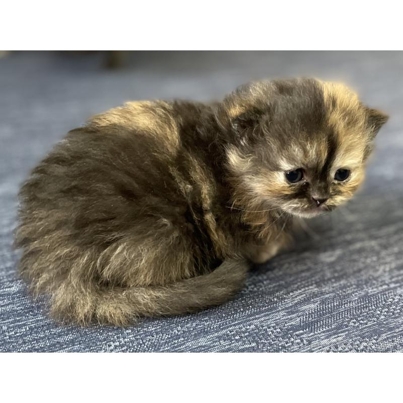 販売中の愛知県のミヌエット-130132の5枚目