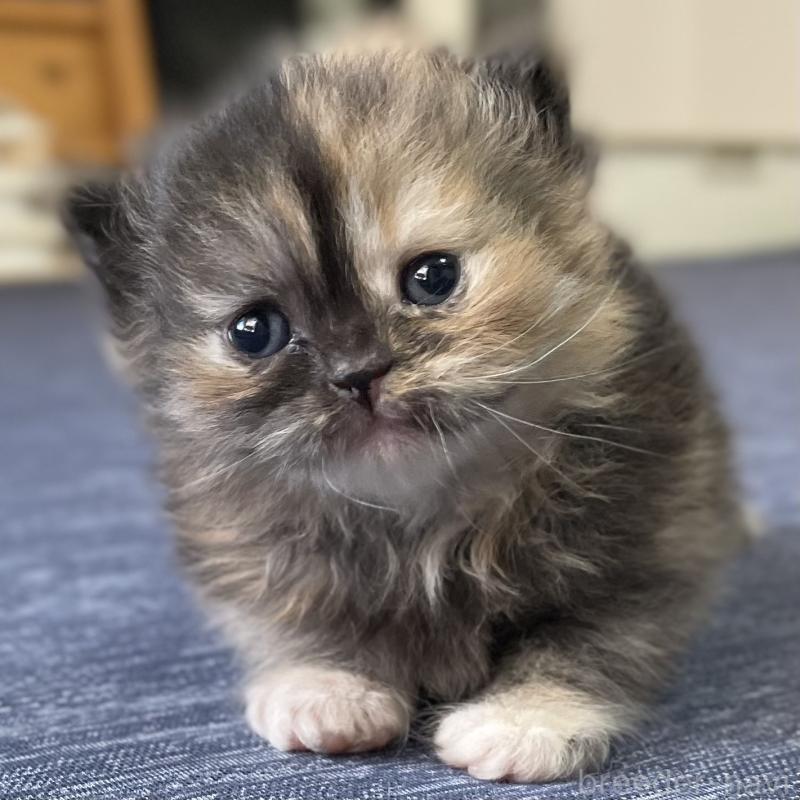 販売中の愛知県のミヌエット-130132の1枚目