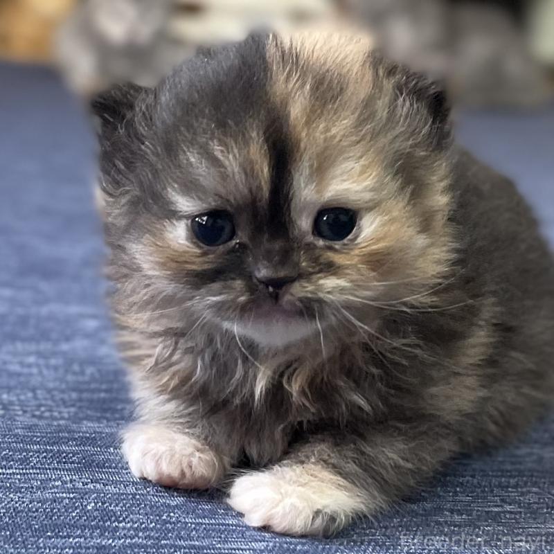 販売中の愛知県のミヌエット-130132の2枚目