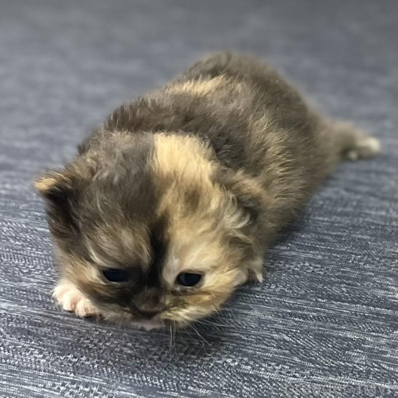 販売中の愛知県のミヌエット-130132の3枚目