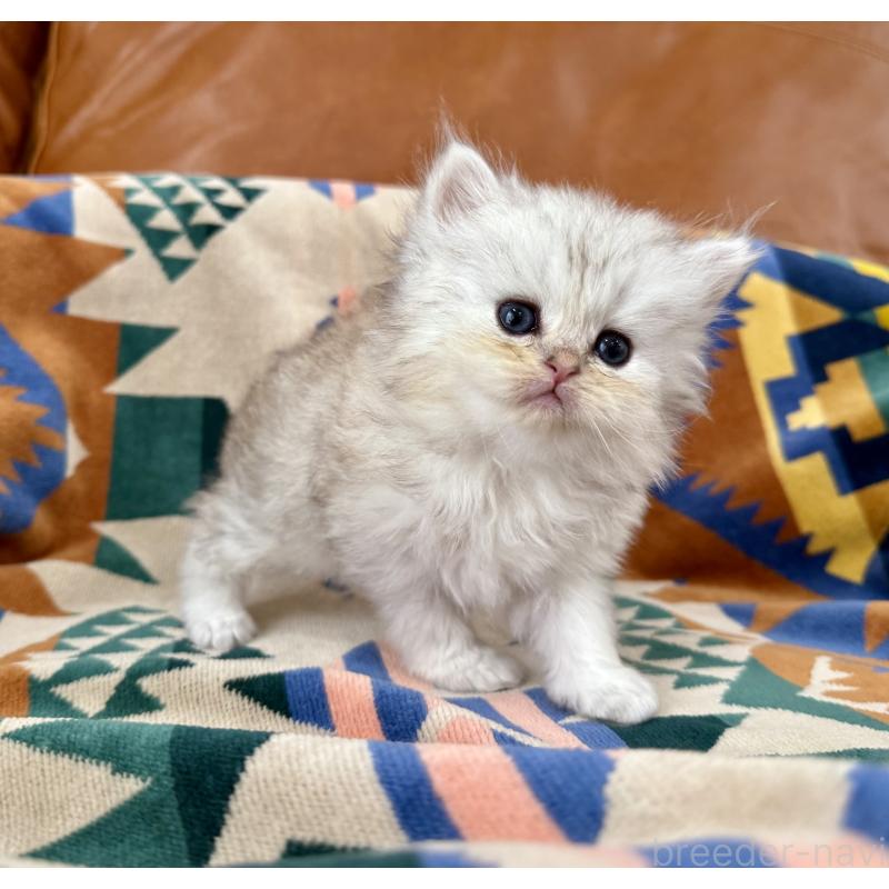 販売中の神奈川県のペルシャ(チンチラ)-129018