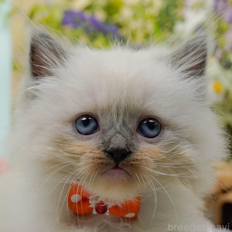 販売中の神奈川県のミックス-130133の1枚目