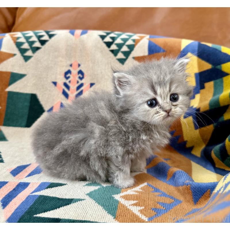 販売中の神奈川県のペルシャ(チンチラ)-129024