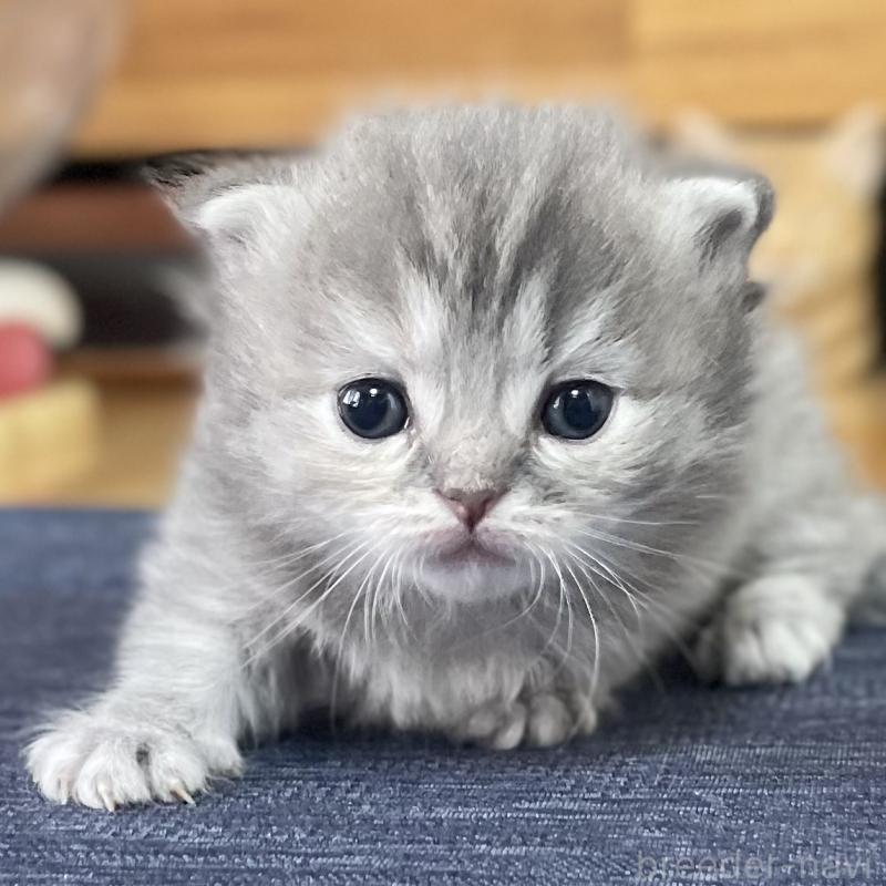 販売中の愛知県のミヌエット-130134の5枚目