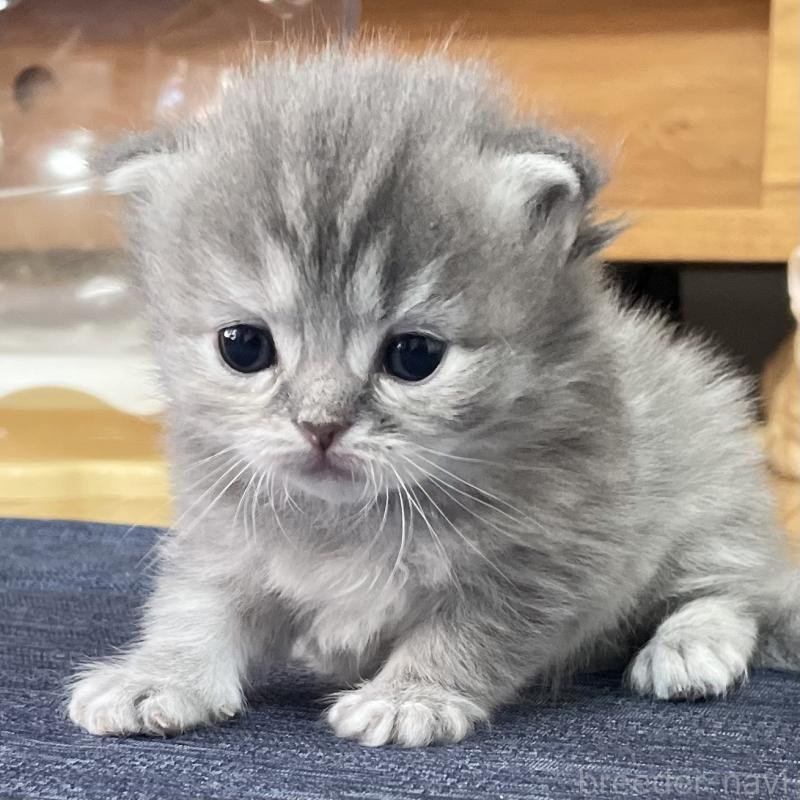 販売中の愛知県のミヌエット-130134の1枚目