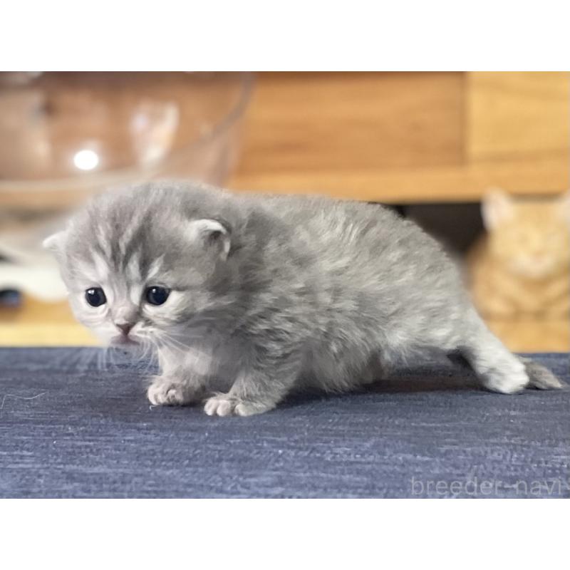 販売中の愛知県のミヌエット-130134の4枚目