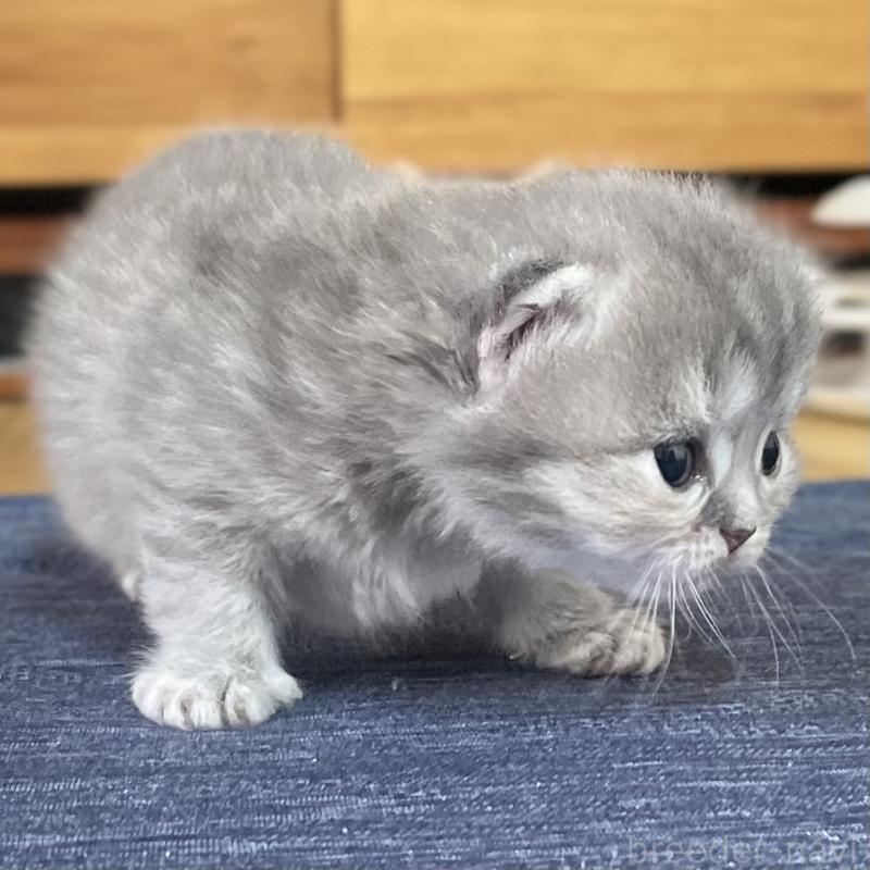 販売中の愛知県のミヌエット-130134の3枚目